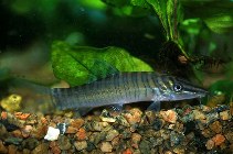 Image of Syncrossus hymenophysa (Tiger loach)