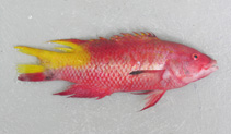To FishBase images (<i>Bodianus insularis</i>, Sao Tome Princ., by Alvheim, O./Institute of Marine Research (IMR))