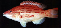 To FishBase images (<i>Bodianus leucosticticus</i>, Chinese Taipei, by The Fish Database of Taiwan)