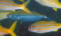 To FishBase images (<i>Boops lineatus</i>, Oman, by Field, R.)
