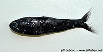 To FishBase images (<i>Bolinichthys longipes</i>, by Dubosc, J.)