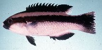 Image of Bodianus macrognathos (Giant hogfish)