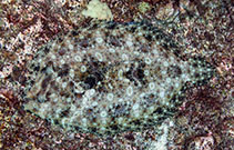 Image of Bothus mancus (Flowery flounder)