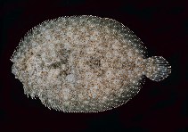 Image of Bothus mancus (Flowery flounder)