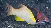 To FishBase images (<i>Bodianus mesothorax</i>, Indonesia, by Greenfield, J.)