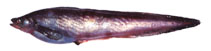 To FishBase images (<i>Bothrocarina microcephala</i>, Russia, by Orlov, A.)