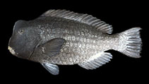 Image of Bolbometopon muricatum (Green humphead parrotfish)