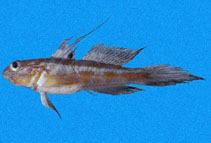 To FishBase images (<i>Bollmannia ocellata</i>, Panama, by Robertson, R.)