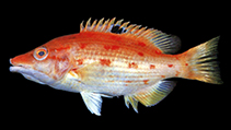 To FishBase images (<i>Bodianus oxycephalus</i>, Chinese Taipei, by Shao, K.T.)