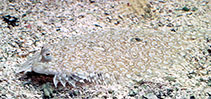 Image of Bothus pantherinus (Leopard flounder)