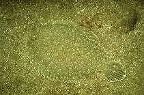 Image of Bothus podas (Wide-eyed flounder)