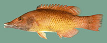 To FishBase images (<i>Bodianus prognathus</i>, Kiribati, by Randall, J.E.)