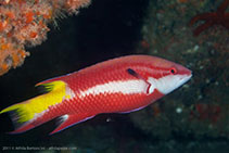 To FishBase images (<i>Bodianus pulchellus</i>, Brazil, by Bertoncini, A.A.)
