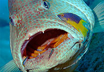 Image of Bodianus rufus (Spanish hogfish)