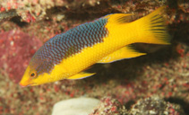 To FishBase images (<i>Bodianus rufus</i>, Bahamas, by Johnson, L.)