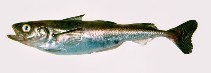 To FishBase images (<i>Boreogadus saida</i>, by Dolgov, A.)