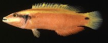 To FishBase images (<i>Bodianus sanguineus</i>, Hawaii, by Randall, J.E.)