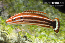 To FishBase images (<i>Bodianus sepiacaudus</i>, by Hippocampus-Bildarchiv)