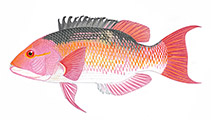 Image of Bodianus solatus (Sunburnt pigfish)