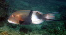 To FishBase images (<i>Bodianus speciosus</i>, Cape Verde, by Wirtz, P.)