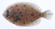 To FishBase images (<i>Bothus swio</i>, Mozambique, by Alvheim, O./Institute of Marine Research (IMR))