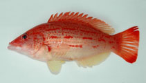 To FishBase images (<i>Bodianus rubrisos</i>, by Shao, K.T.)