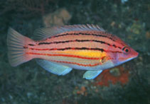 To FishBase images (<i>Bodianus trilineatus</i>, South Africa, by King, D.R.)