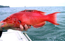 Image of Bodianus unimaculatus (Red pigfish)