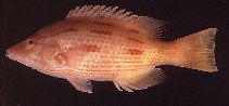 To FishBase images (<i>Bodianus vulpinus</i>, Australia, by Randall, J.E.)