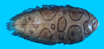 To FishBase images (<i>Brachirus annularis</i>, Chinese Taipei, by Ho, H.-C.)
