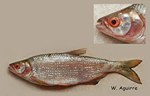 To FishBase images (<i>Brycon atrocaudatus</i>, Ecuador, by Aguirre, W.)