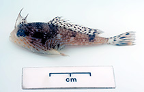 Image of Brachionichthys australis (Australian spotted handfish)