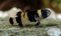 To FishBase images (<i>Brachygobius doriae</i>, by Hippocampus-Bildarchiv)