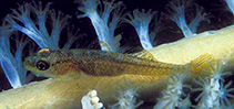 To FishBase images (<i>Bryaninops earlei</i>, Papua New Guinea, by Randall, J.E.)