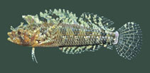 To FishBase images (<i>Brachynectes fasciatus</i>, Australia, by Kuiter, R.H.)