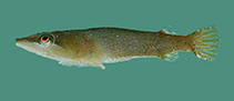 To FishBase images (<i>Briggsia hastingsi</i>, Oman, by Randall, J.E.)