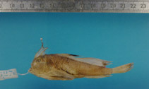 To FishBase images (<i>Brachionichthys hirsutus</i>, Australia, by MNHN)