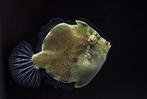 To FishBase images (<i>Brachaluteres jacksonianus</i>, by Rodrigues, N.V.)