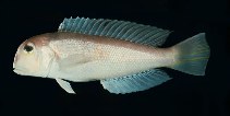 To FishBase images (<i>Branchiostegus japonicus</i>, Japan, by Randall, J.E.)