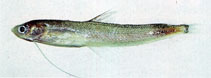 To FishBase images (<i>Bregmaceros japonicus</i>, Chinese Taipei, by The Fish Database of Taiwan)