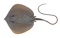 Image of Brevitrygon javaensis (Javan whipray)