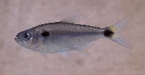 To FishBase images (<i>Bryconexodon juruenae</i>, Brazil, by Sazima, I.)