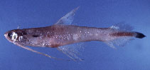 To FishBase images (<i>Bregmaceros lanceolatus</i>, by Gloerfelt-Tarp, T.)