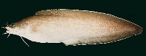 To FishBase images (<i>Brotula multibarbata</i>, Japan, by Randall, J.E.)