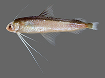 To FishBase images (<i>Bregmaceros nectabanus</i>, Saudi Arabia, by Bogorodsky, S.V.)