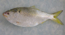 To FishBase images (<i>Brevoortia patronus</i>, USA, by McDonald, D.L.)