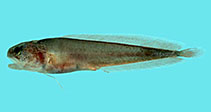 To FishBase images (<i>Brosmophyciops pautzkei</i>, Thailand, by Winterbottom, R.)