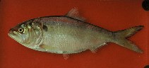 To FishBase images (<i>Brevoortia pectinata</i>, Brazil, by Carvalho Filho, A.)