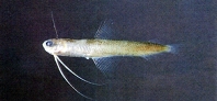 Image of Bregmaceros pescadorus 