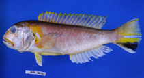 To FishBase images (<i>Branchiostegus saitoi</i>, Philippines, by Iwatsuki, Y.)
